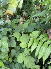 Solanum jamaicense