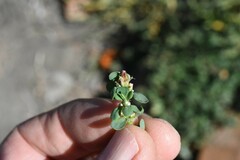 Polygonum arenastrum