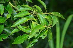 Symplocos setchuensis