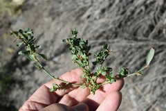Polygonum arenastrum