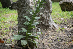 Verbascum densiflorum