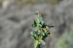 Polygonum arenastrum