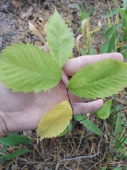 Ulmus laevis