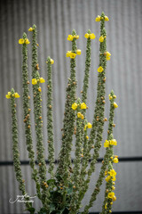 Verbascum densiflorum