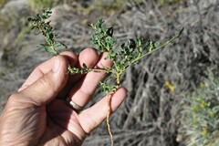 Polygonum arenastrum