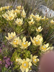 Leucadendron strobilinum