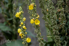 Verbascum densiflorum