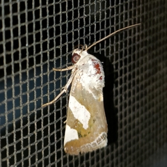 Acontia