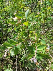 Symphoricarpos occidentalis
