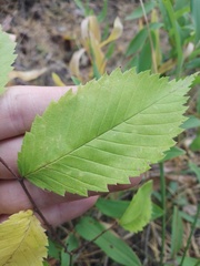 Ulmus laevis