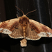 Maple Prominent - Photo (c) Wolf-Achim and Hanna Roland, some rights reserved (CC BY-NC), uploaded by Wolf-Achim and Hanna Roland