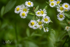 Erigeron annuus