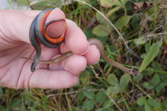 Storeria occipitomaculata
