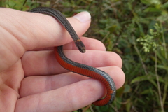 Storeria occipitomaculata