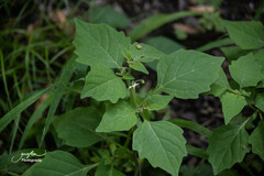 Solanum nigrum