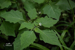 Solanum nigrum