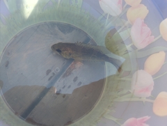 Ambloplites rupestris