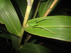 Mecopoda