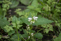 Lamium album