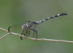 Dythemis