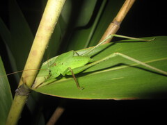 Mecopoda