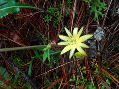 Passiflora citrina
