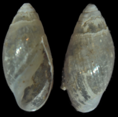 Leucophytia bidentata