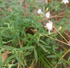 Linaria repens