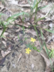 Hypericum drummondii