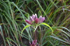 Gentiana pannonica