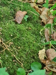 Bryopsida