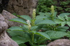 Phytolacca acinosa