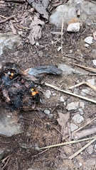Nicrophorus vespilloides