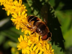 Eristalis nemorum
