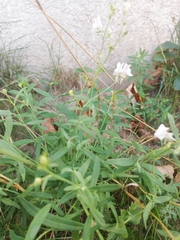 Linaria repens