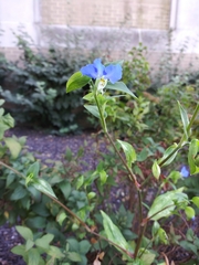 Commelina