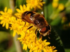 Eristalis nemorum