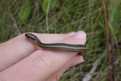 Thamnophis butleri