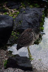 Nyctanassa violacea pauper