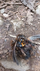 Nicrophorus vespilloides