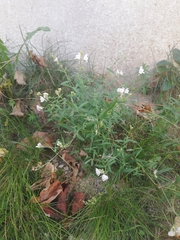 Linaria repens