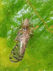 Salticinae