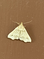 Phalaenophana pyramusalis