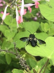 Megachile sculpturalis
