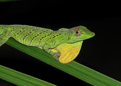 Anolis transversalis