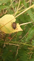 Picromerus bidens