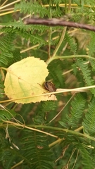 Picromerus bidens