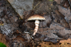 Lepiota brunneoincarnata