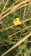 Picromerus bidens
