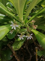 Scaevola taccada